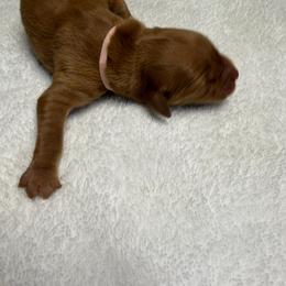 Bell (light pink female) - Dark golden female Golden Retriever puppy in Stigler, Oklahoma from Red MAX Golden Retrievers
