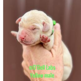 Cookie - Yellow male Labrador Retriever puppy in Sullivan, Missouri from O’Dell Labs