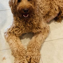 Tanna - Goldendoodle