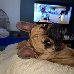 Toshi - Fawn male French Bulldog puppy in Clayton, California from Frenchie Luvbugs