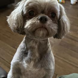 Liv - Shih Tzu