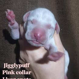 Jigglypuff (Pink Collar) - White and liver brown female Dalmatian puppy in Raymondville, Missouri from Wagner's Dalmatian's