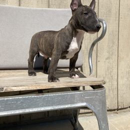 Boy 1 - Black brindle and white Miniature Bull Terrier puppy in California from Shark Head Bullies MBT