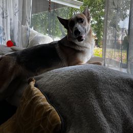 German Shepherd Puppies from Haus Skyborne Shepherds