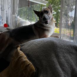 German Shepherd Puppies from Haus Skyborne Shepherds