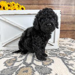Landon - Black male Cavapoo puppy in Beresford, South Dakota from DAKOTA DOOD RANCH