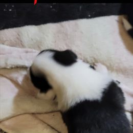 Boy 2 - male Border Collie puppy in Aberdeen, Washington from Misty Mountain Border Collies