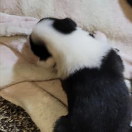 Boy 2 - male Border Collie puppy in Aberdeen, Washington from Misty Mountain Border Collies