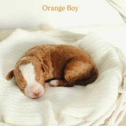 Orange boy - Red  male Goldendoodle puppy in Rio Linda, California from GoldendoodlePaw