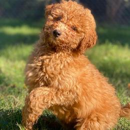 Cole - Apricot male Goldendoodle puppy in Bentonville, Arkansas from Bentonville Doodles