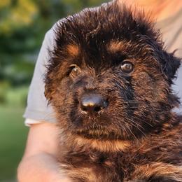 Chevy - Black and red German Shepherd puppy in Columbus, Indiana from Stony Lonesome GSD