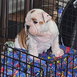 Diego - Red and white male Bulldog puppy in Cheshire, Connecticut from Absolut Bulldogs