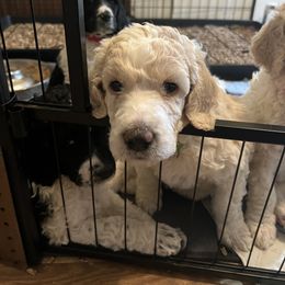 Australian Cattle Dog and Poodle Puppies from Hernwood Heelers & Poodles