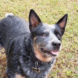 Bella - Australian Cattle Dog