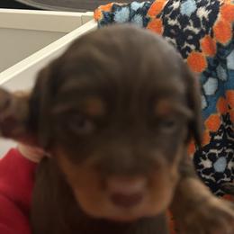 Twix - Black and tan male Dachshund puppy in Carthage, Indiana from Chocklett Farm Dachshund