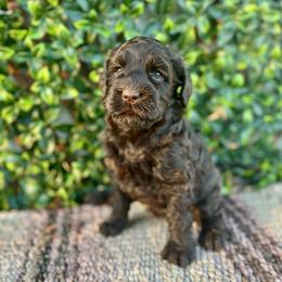 Chocolate Girl - Chocolate female Australian Labradoodle puppy in Hartshorne, Oklahoma from Jena Edmond