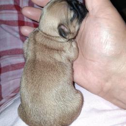 Maple - Black gold and white female Shih Tzu puppy in Memphis, Tennessee from Lady and the Tramp