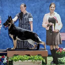 Freya - German Shepherd