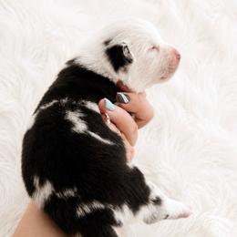 KC - Blue merle and white female Cardigan Welsh Corgi puppy in Kerens, West Virginia from Leather & Lace
