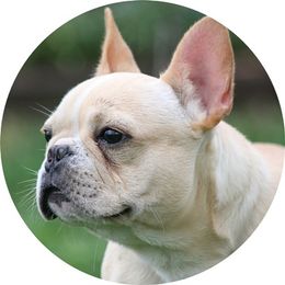 Izza Jo - French Bulldog