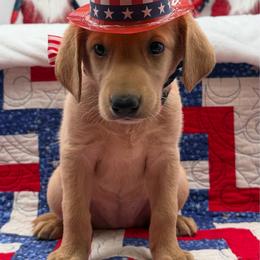 Pink - Yellow female Labrador Retriever puppy in Heath Springs, South Carolina from Rich Hill Retrievers
