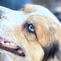 Laramie - Miniature Australian Shepherd