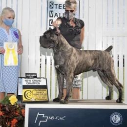 Cane Corso from Allure Cane Corso