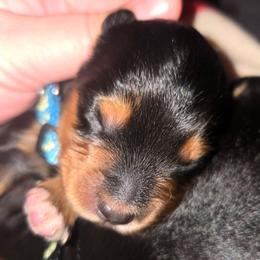 Onyx (Mr. Blue) - Black tri-color male Aussiedoodle puppy in Dolan Springs, Arizona from High Desert Companions