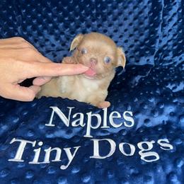Chihuahua Puppies from Naples Tiny Dogs
