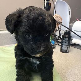 Kolten - Black male Yorkipoo puppy in Independence, Kentucky from 4paws4ever by Design