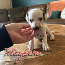 Mayhem - HUA - White and liver brown female Dalmatian puppy in Mount Vernon, Missouri from Spots & Spirals