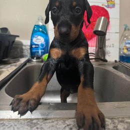 Doberman Pinscher Puppies from Aaliyah’s Dobies