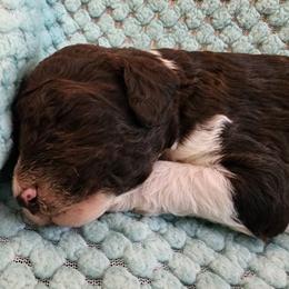 Creme Brulee - Parti male Poodle puppy in Clayton, Washington from Short Legs & Curly Wags LLC