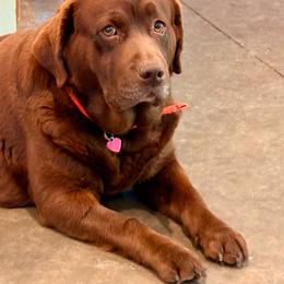 Lacy - Chocolate female Labrador Retriever puppy in Davenport, New York from New England Premier English Labradors