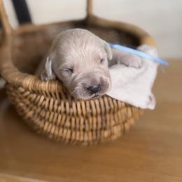 Male pick 3 - Light golden male Golden Retriever puppy in Colville, Washington from Columbia Ridge Goldens