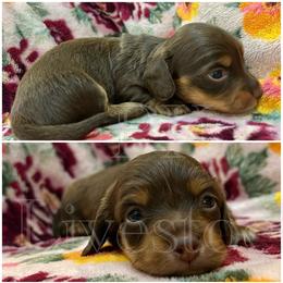 Girl 1 - Chocolate and tan female Dachshund puppy in Ragland, Alabama from PK livestock