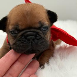 Estelle - Fawn female French Bulldog puppy in Largo, Florida from Big Daddy Frenchies