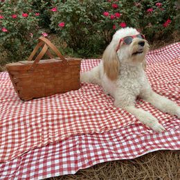 Goldendoodle Puppies from Sugar Bay Doodles