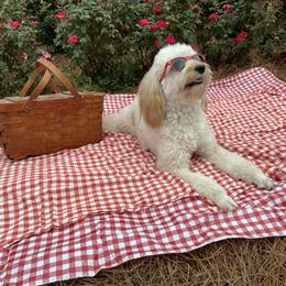 Goldendoodle Puppies from Sugar Bay Doodles