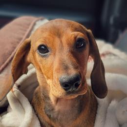 HUGO- Blueprint Here We Go MS - Red male Dachshund puppy in Mountain Grove, Missouri from Blueprint K9 Dachshunds- www.BlueprintK9.com