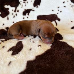 Hickory - Red male Dachshund puppy in Opelika, Alabama from Dachshund Darlins