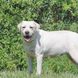Yeti - Labrador Retriever