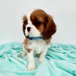 Champion-Sired Sweet Tater - Blenheim male Cavalier King Charles Spaniel puppy in Louisville, Kentucky from Ali-Mae Cavaliers