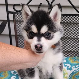Daytona - Brown - Black and white Pomsky puppy in Aberdeen, Maryland from True-Blue Pomskies