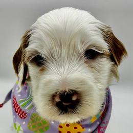 Milo - Parti male Goldendoodle puppy in Travelers Rest, South Carolina from Bailey Mountain Doodles