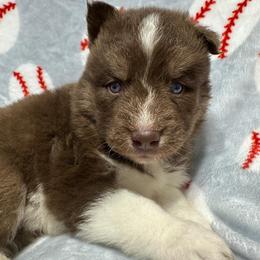 AKC Chestnut - Red and white male Siberian Husky puppy in Centreville, Maryland from Huskies By the Bay