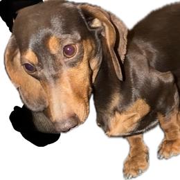 Mocha - Chocolate and tan female Dachshund puppy in El Paso, Texas from IVK9's Dachshunds