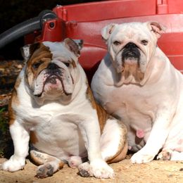 Bulldogs and French Bulldogs from Rohde's Road Dog Bullies