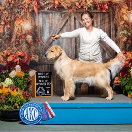 Stevie - Golden Retriever