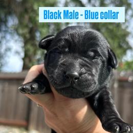 Blue Collar - Black male Labrador Retriever puppy in Galt, California from On My Side Kennels